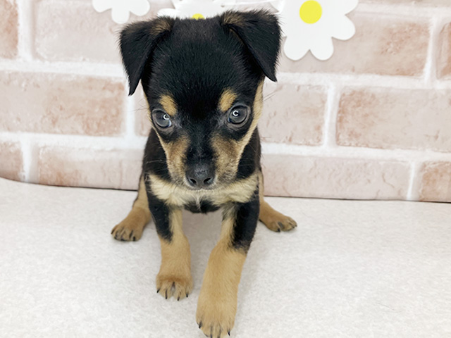 ミニチュアピンシャーミックス