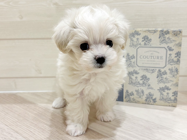 愛知県のマルプー(マルチーズ×プードル) (ペッツファースト岡崎店/2026年2月1日生まれ/男の子/クリームホワイト)の子犬