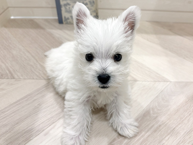 愛知県のウエストハイランドホワイトテリア (ペッツファースト岡崎店/2026年2月2日生まれ/女の子/ホワイト)の子犬の1枚目の画像