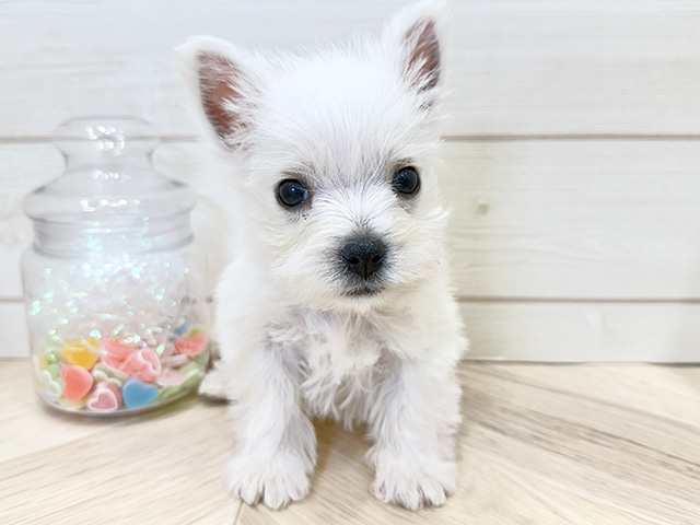 ウエストハイランドホワイトテリア, 性別 女の子, 誕生日 2026/02/02, 毛色 ホワイト, 出身 群馬県, 店舗 広島府中店(広島県), お問い合わせ番号 2600022