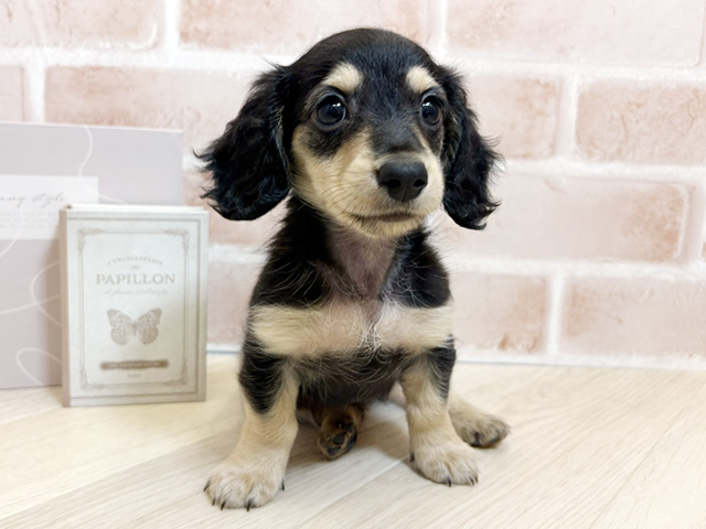 千葉県のミニチュアダックスフンド(ロング) (ペッツファースト市川妙典店/2026年2月1日生まれ/女の子/ブラックタン)の子犬