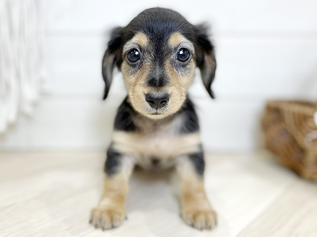 ミニチュアダックスフンド