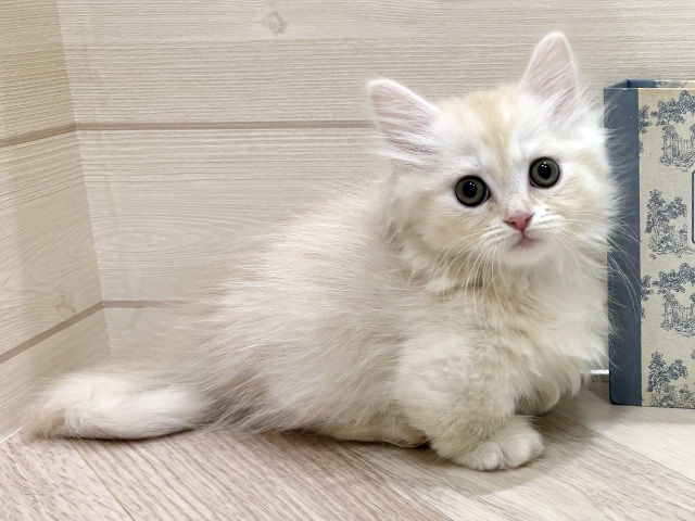 愛知県のミヌエット (ペッツファースト岡崎店/2026年2月2日生まれ/女の子/カメオタビー)の子猫