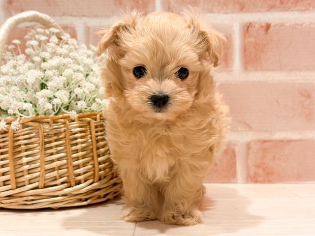 東京都のマルプー(マルチーズ×プードル) (ペッツファースト町田店/2026年2月2日生まれ/男の子/アプリコット)の子犬の1枚目の画像