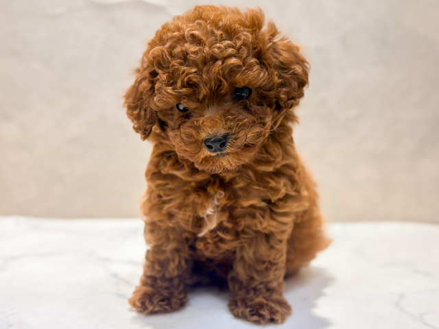 トイプードル