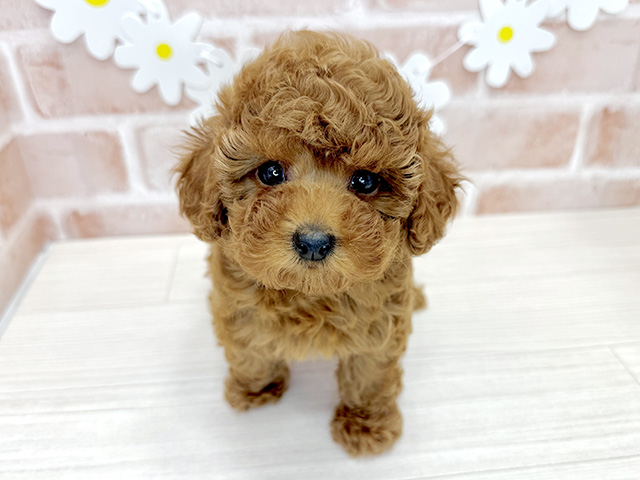 鹿児島県のトイプードル(タイニー) (ペッツファースト鹿児島店/2026年2月2日生まれ/女の子/レッド)の子犬の1枚目の画像