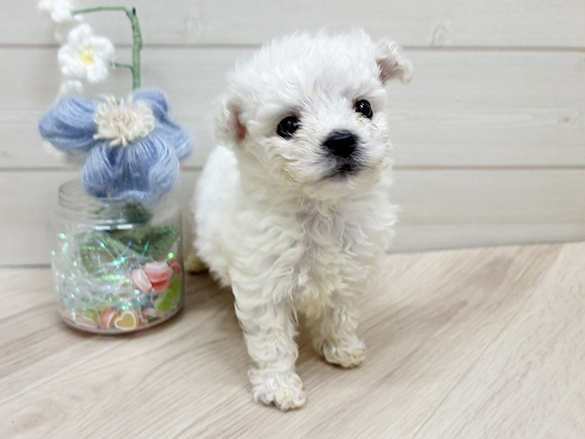 ビションフリーゼ