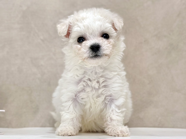 東京都のビションフリーゼ (ペッツファースト新宿店/2026年1月23日生まれ/男の子/ホワイト)の子犬の1枚目の画像