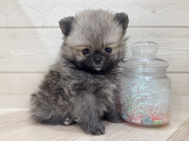 東京都のポメラニアン (ペッツファースト吉祥寺サンロード店/2026年2月1日生まれ/男の子/ウルフセーブル)の子犬の1枚目の画像