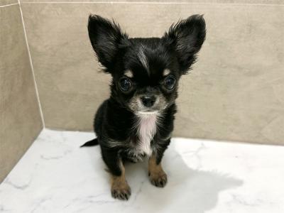 福岡県のチワワ(ロング) (ペッツファースト福津店/2026年1月7日生まれ/女の子/ブラックタンホワイト)の子犬