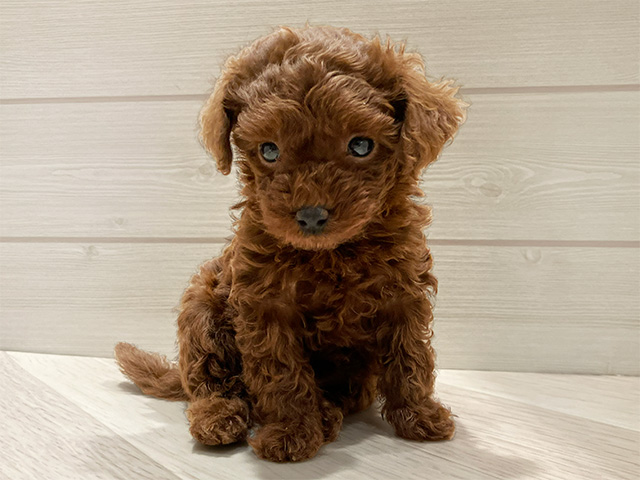 東京都のトイプードル(タイニー) (ペッツファースト豊洲店/2026年1月30日生まれ/女の子/レッド)の子犬の1枚目の画像