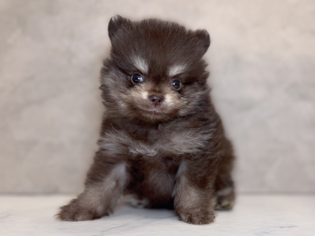 埼玉県のポメラニアン (ペッツファーストPETEMOレイクタウンmori店/2026年1月28日生まれ/男の子/チョコレートタン)の子犬の1枚目の画像