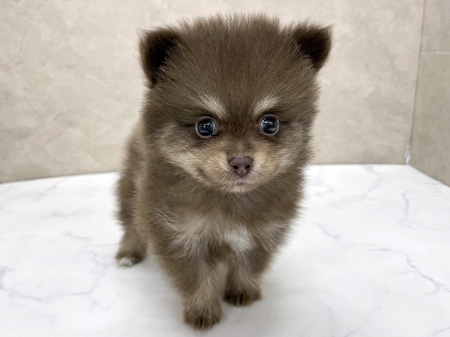ポメラニアン
