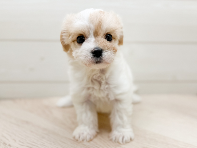 東京都のマルキャバ/キャバチーズ(マルチーズ×キャバリア) (ペッツファースト渋谷店/2026年2月1日生まれ/女の子/ブレンハイム)の子犬の1枚目の画像