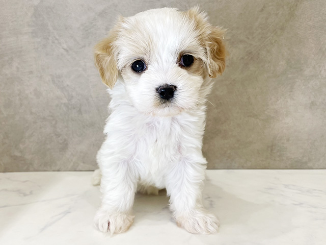 マルチーズミックス