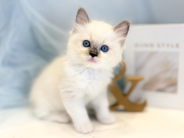 東京都のラグドール (ペッツファースト青山店/2026年1月30日生まれ/女の子/ブルーポイントミテッド)の子猫の1枚目の画像