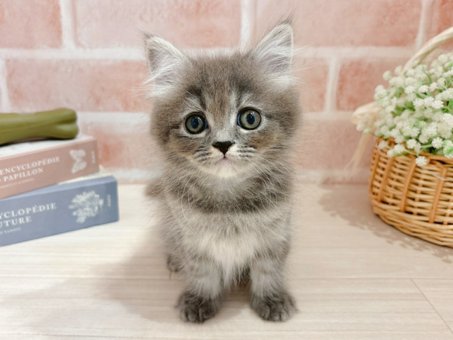 東京都のラガマフィン (ペッツファースト自由が丘店/2026年2月1日生まれ/男の子/ブルータビー)の子猫の1枚目の画像