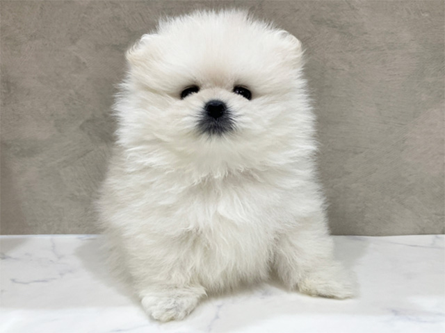 東京都のポメラニアン (ペッツファースト中野店/2026年2月1日生まれ/女の子/ホワイト)の子犬の1枚目の画像