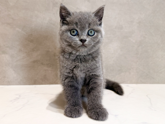 ブリティッシュ(ショートヘア), 性別 男の子, 誕生日 2026/02/02, 毛色 ブルー, 出身 茨城県, 店舗 神楽坂店(東京都), お問い合わせ番号 2600093