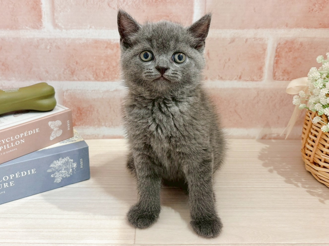 ブリティッシュ