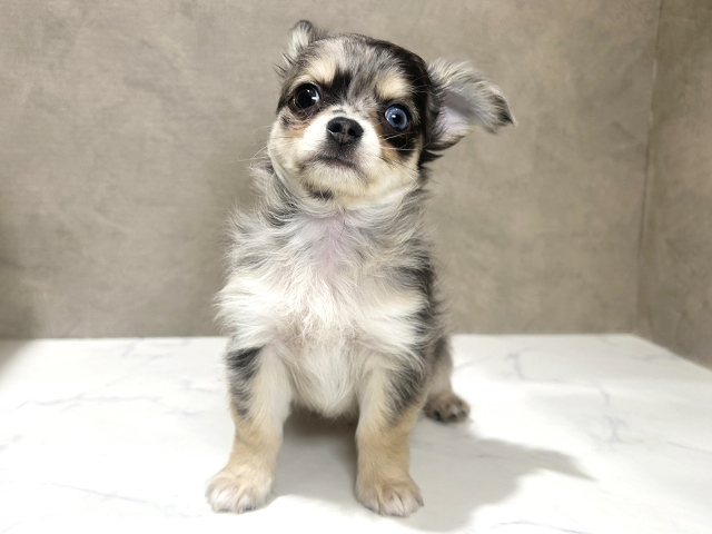 秋田県のチワワ(ロング) (ペッツファースト秋田店/2026年2月2日生まれ/男の子/ブルーマール)の子犬の1枚目の画像