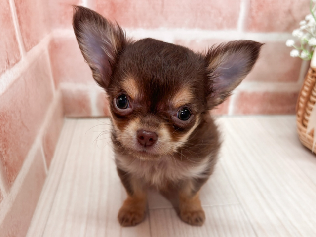 埼玉県のチワワ(ロング) (ペッツファースト川越店/2026年2月2日生まれ/男の子/チョコレートタン)の子犬の1枚目の画像