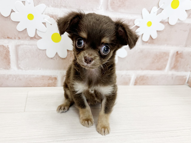 鹿児島県のチワワ(ロング) (ペッツファースト鹿児島店/2026年2月1日生まれ/男の子/チョコレートタン)の子犬の1枚目の画像