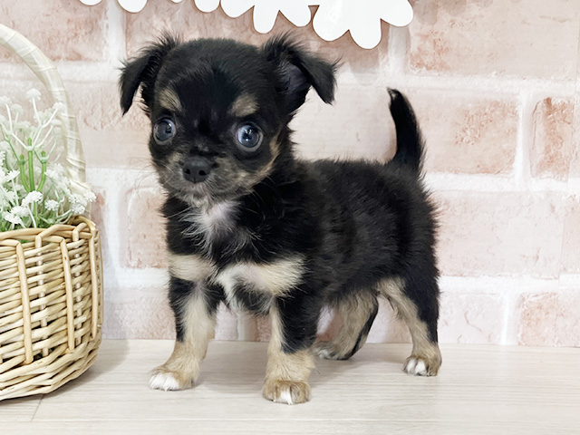 埼玉県のチワワ(ロング) (ペッツファースト入間店/2026年2月1日生まれ/女の子/ブラックタンホワイト)の子犬の1枚目の画像