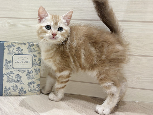 愛知県のアメリカンショートヘアー (ペッツファースト岡崎店/2026年1月28日生まれ/男の子/レッドタビー)の子猫の1枚目の画像