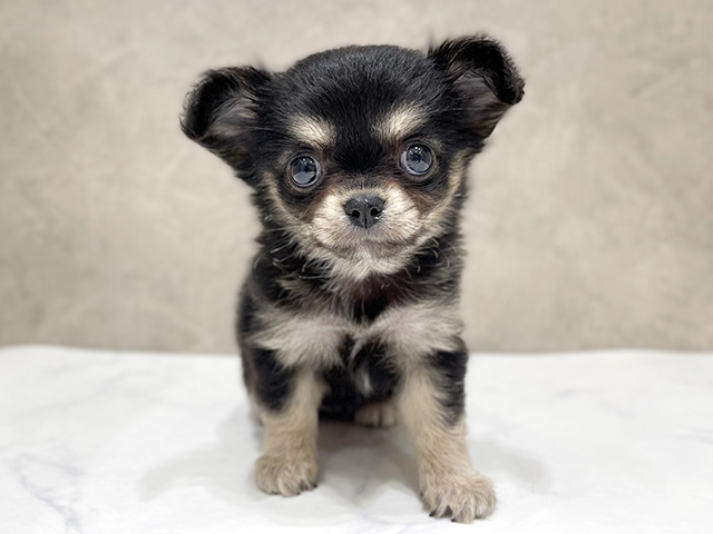 千葉県のチワワ(ロング) (ペッツファーストららぽーとTOKYO-BAY店/2026年2月2日生まれ/女の子/ブラックタンホワイト)の子犬