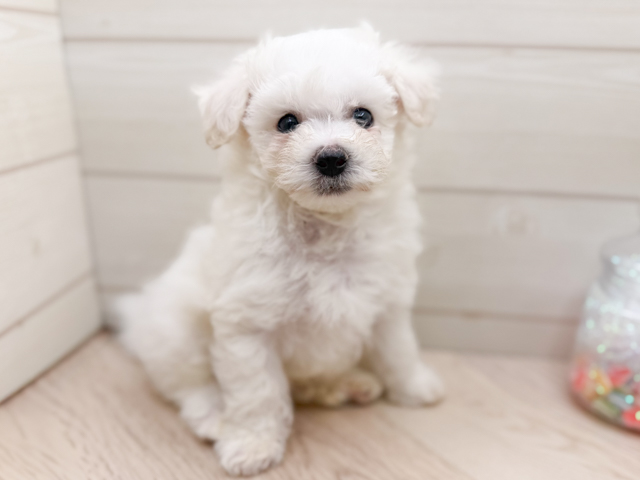 ビションフリーゼ