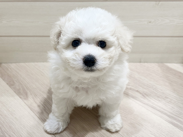 ビションフリーゼ