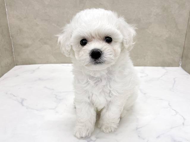 ビションフリーゼ