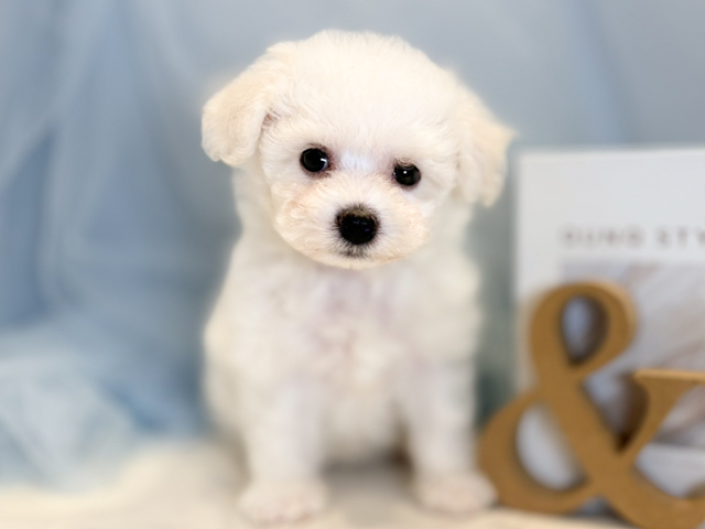 ビションフリーゼ, 性別 女の子, 誕生日 2026/02/02, 毛色 ホワイト, 出身 佐賀県, 店舗 青山店(東京都), お問い合わせ番号 2630027