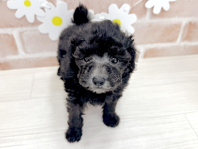 鹿児島県のトイプードル(タイニー) (ペッツファースト鹿児島店/2026年1月30日生まれ/男の子/シルバー)の子犬の1枚目の画像