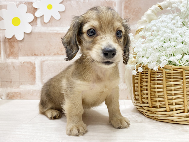 福岡県のカニンヘンダックスフンド(ロング) (ペッツファースト筑紫野店/2026年2月2日生まれ/男の子/シェーデットレッド)の子犬