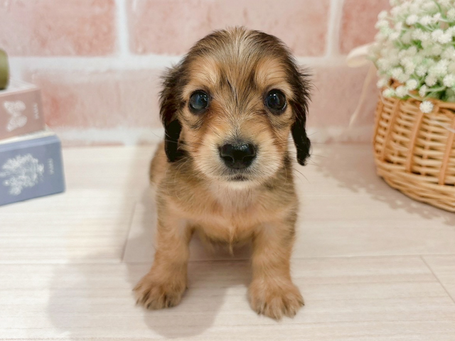 カニヘンダックスフンド