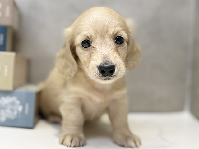 カニヘンダックスフンド