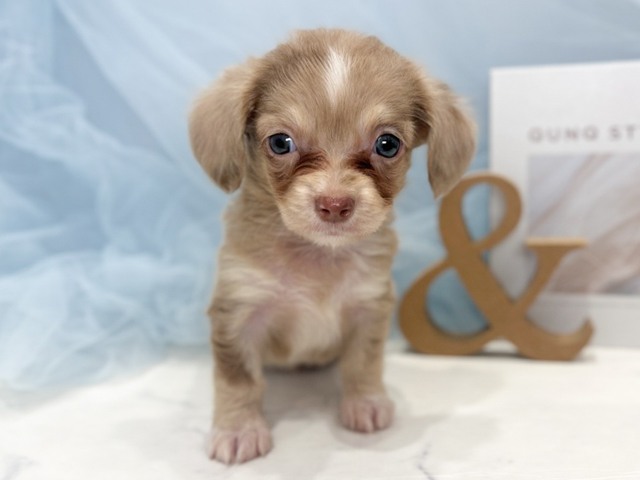 東京都のチワックス(チワワ×ダックス) (ペッツファースト青山店/2026年2月2日生まれ/女の子/チョコレートマール)の子犬の1枚目の画像