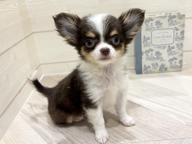 愛知県のチワワ(ロング) (ペッツファースト岡崎店/2026年2月2日生まれ/女の子/チョコレートタンホワイト)の子犬の1枚目の画像