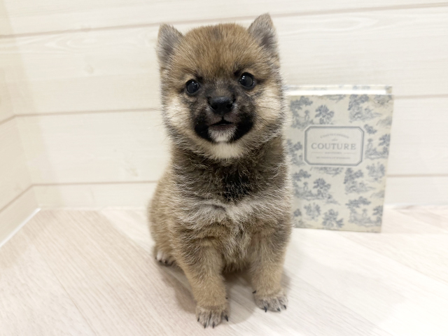 愛知県の豆柴 (ペッツファースト岡崎店/2026年2月2日生まれ/男の子/赤)の子犬の1枚目の画像