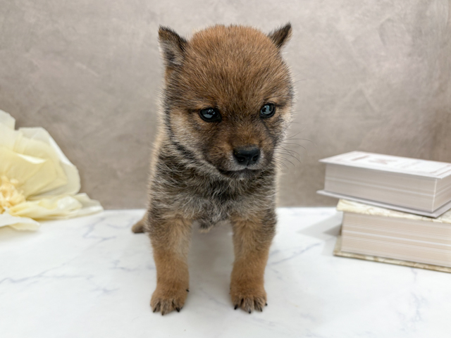 東京都の豆柴 (ペッツファースト代官山店/2026年2月2日生まれ/男の子/赤)の子犬の1枚目の画像