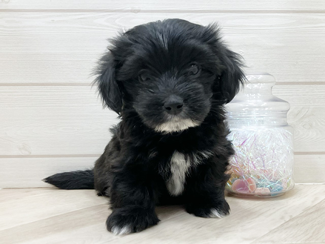 埼玉県のマルックス(マルチーズ×ダックス) (ペッツファーストふじみ野店/2026年2月2日生まれ/女の子/ブラック)の子犬の1枚目の画像