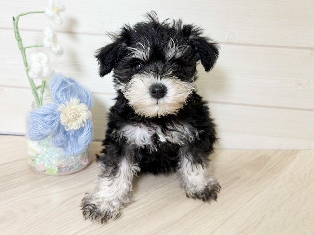 大阪府のミニチュアシュナウザー (ペッツファーストららぽーと門真店/2026年2月2日生まれ/女の子/ブラックシルバー)の子犬の1枚目の画像