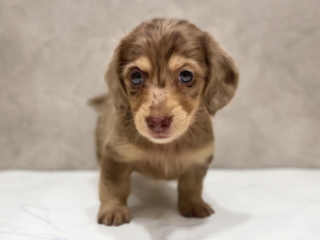 ミニチュアダックスフンド