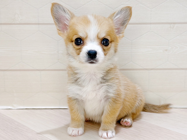 埼玉県のチワコーギー(チワワ×コーギー) (ペッツファーストレイクタウン店/2026年2月2日生まれ/女の子/レッドホワイト)の子犬の1枚目の画像