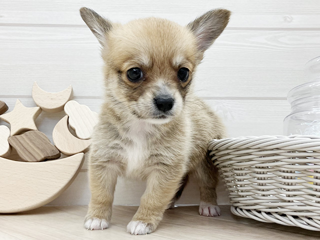 愛知県のチワコーギー(チワワ×コーギー) (ペッツファースト大高店/2026年2月2日生まれ/男の子/レッドホワイト)の子犬の1枚目の画像