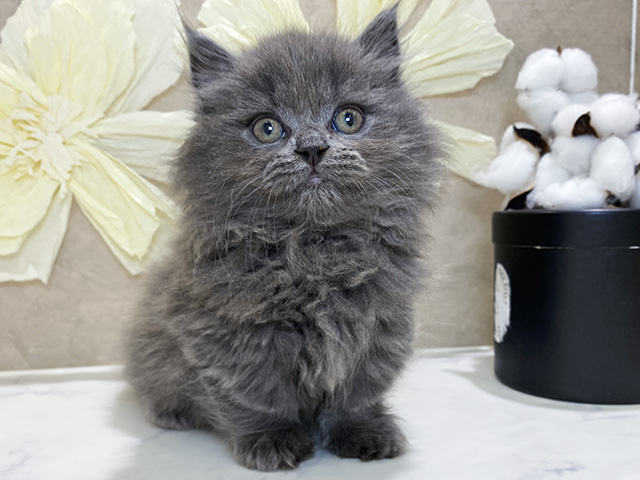 兵庫県のミヌエット (ペッツファースト神戸三宮センター街店/2026年2月1日生まれ/男の子/ブルータビー)の子猫の1枚目の画像