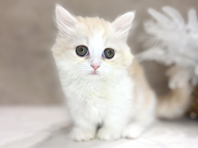 大阪府のミヌエット (ペッツファースト茶屋町店/2026年2月2日生まれ/女の子/クリームタビーホワイト)の子猫