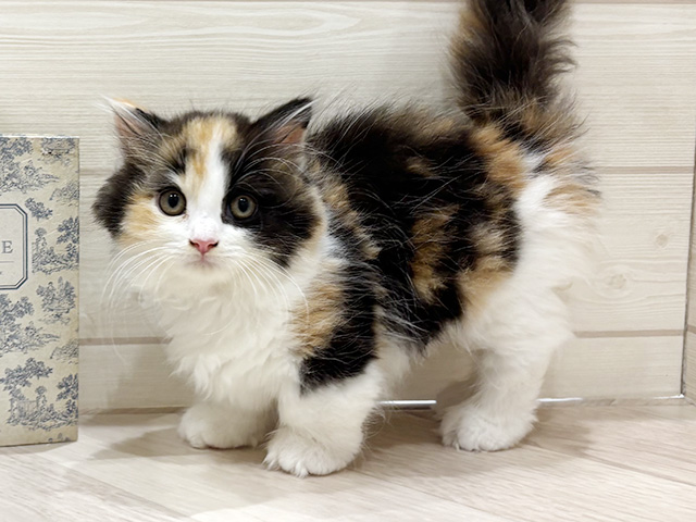 愛知県のミヌエット (ペッツファースト岡崎店/2026年2月2日生まれ/女の子/キャリコ)の子猫の1枚目の画像